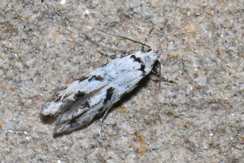 Stenolechiodes pseudogemmellus